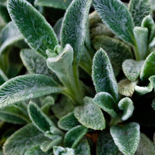Stachys lanata 9cm / 2L -