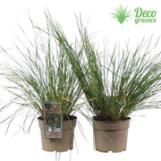 Stipa gigantea (Golden Oats) 9cm / 3L -