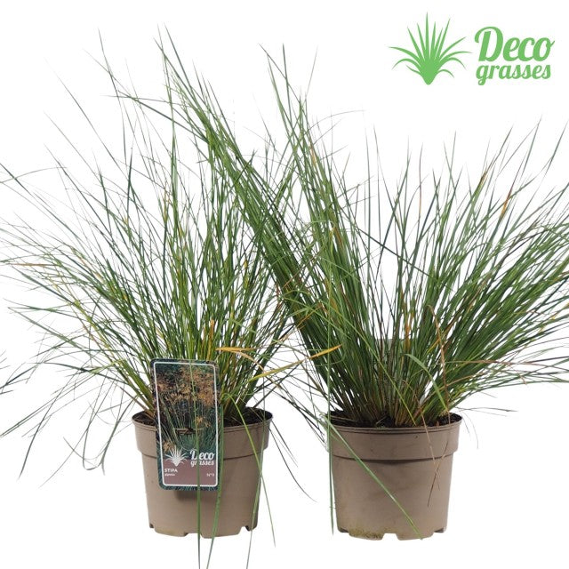 Stipa gigantea (Golden Oats) 9cm / 3L -