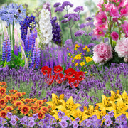 Our Hand Picked Selection of Plants For a Sunny Location -