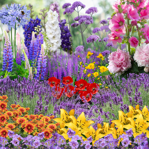 Our Hand Picked Selection of Plants For a Sunny Location -