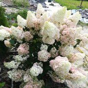 Patio Hydrangea paniculata 'Sundae Fraise’ Tree 5L 120-130cm -