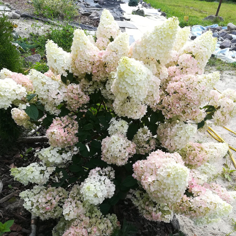 Patio Hydrangea paniculata 'Sundae Fraise’ Tree 5L 120-130cm -