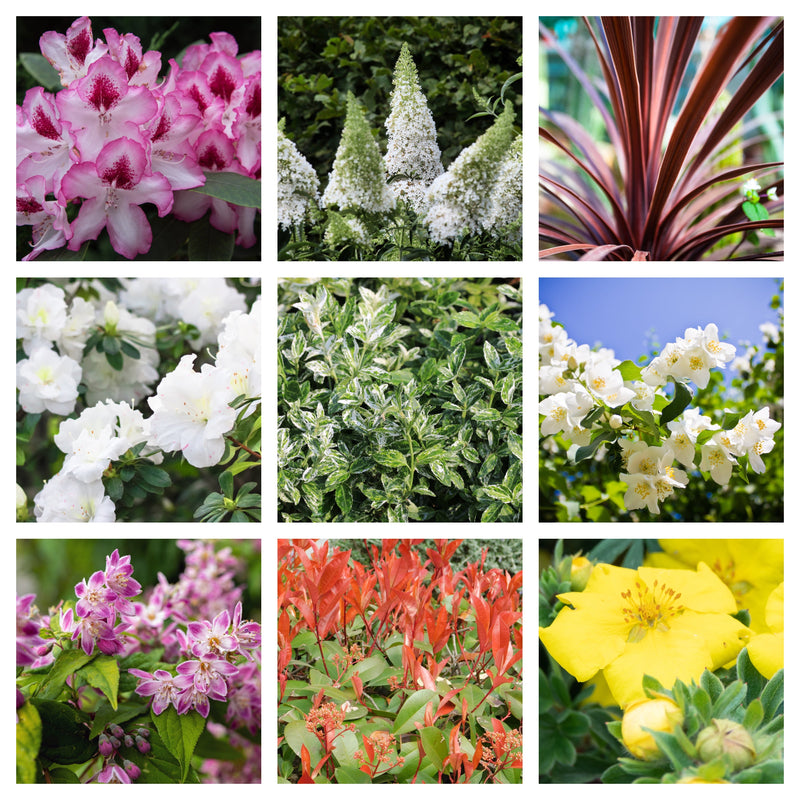 5 Shrubs for a Sunny Site (5 x 9cm Shrubs) -