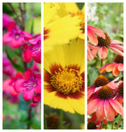 Flaming Sunset (3 x 9cm Pots) -