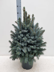Potted Real Christmas Tree | Picea pungens Super Blue | 70-80cm -