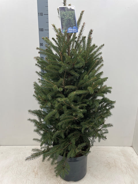 Potted Real Christmas Tree | Picea pungens Super Green | 100-120cm -