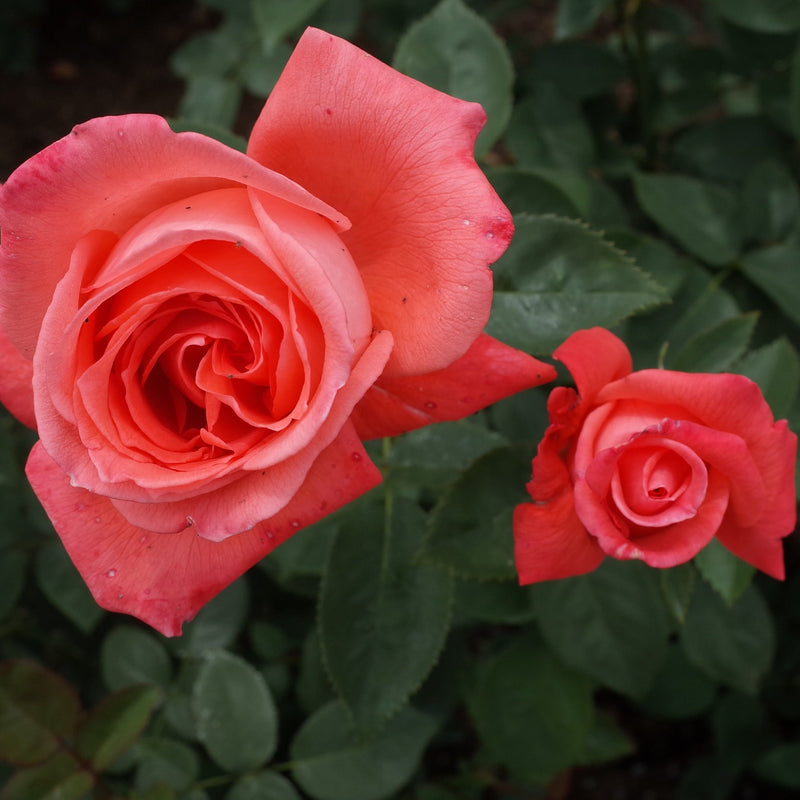 Rose Superstar | Hybrid Tea Rose | 4L Potted Rose (PRE ORDER DECEMBER '25) -