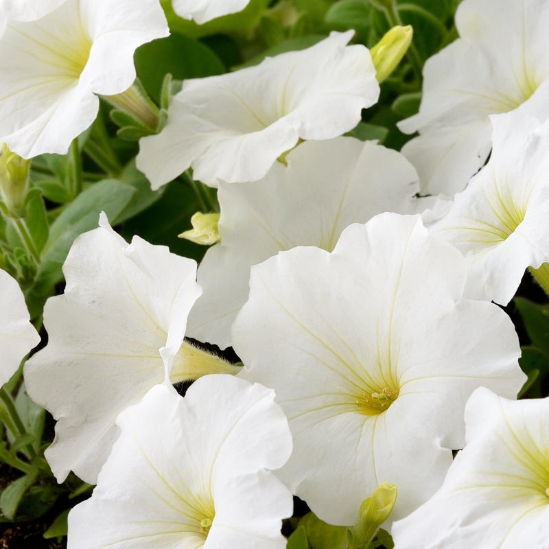 Petunia 'Trailing Surfinia White' 9cm -