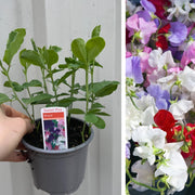 3 x 9cm Pots of Mixed Sweet Peas -