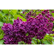 Syringa vulgaris 'Charles Joly' (Lilac) 2L -