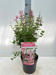 Syringa Meyeri Pink Perfume 3L -