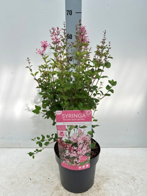 Syringa Meyeri Pink Perfume 3L -