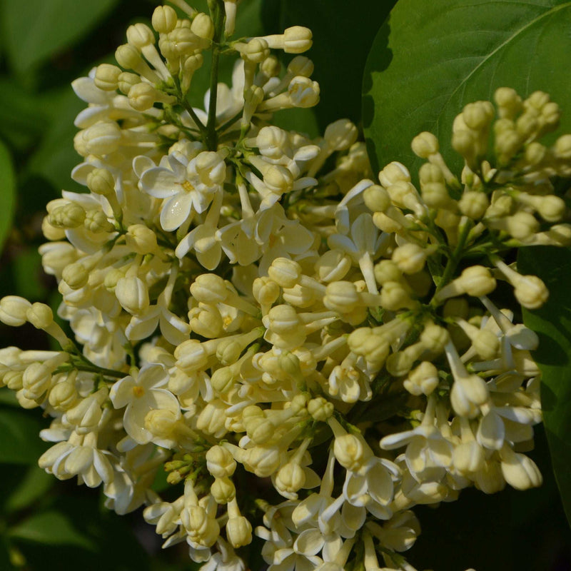 Syringa vulgaris 'Primrose' 3L -