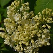 Syringa vulgaris (Lost Label) 5L -