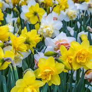 Daffodil Tall Mixed (20 Bulbs) -