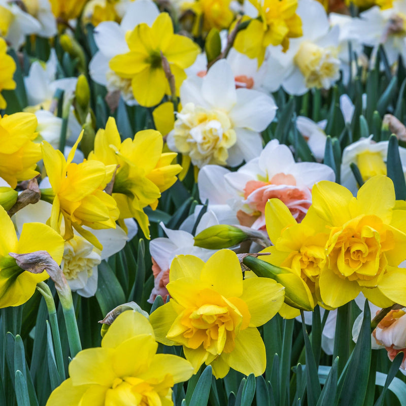 Daffodil Tall Mixed (20 Bulbs) -