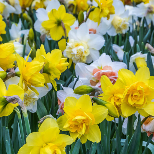 Daffodil Tall Mixed (20 Bulbs) -