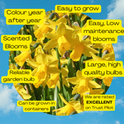 Tete a Tete Daffodil bulbs -