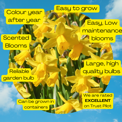 Tete a Tete Daffodil bulbs -