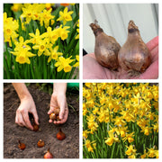 Tete a Tete Daffodil bulbs -