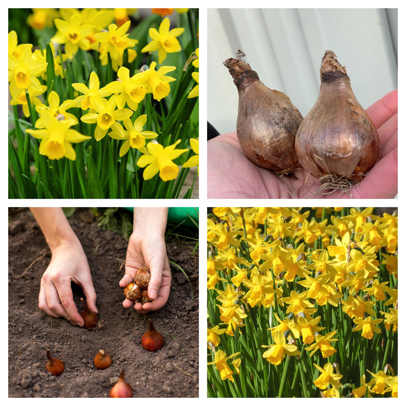 Tete a Tete Daffodil bulbs -