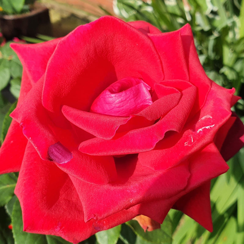 Thinking of You Rose | Hybrid Tea Rose | 4L Potted Rose (PRE ORDER DECEMBER '25) -