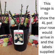 A Whiter Shade of Pale | Hybrid Tea Rose | 4L Potted Rose (PRE ORDER DECEMBER '25) -
