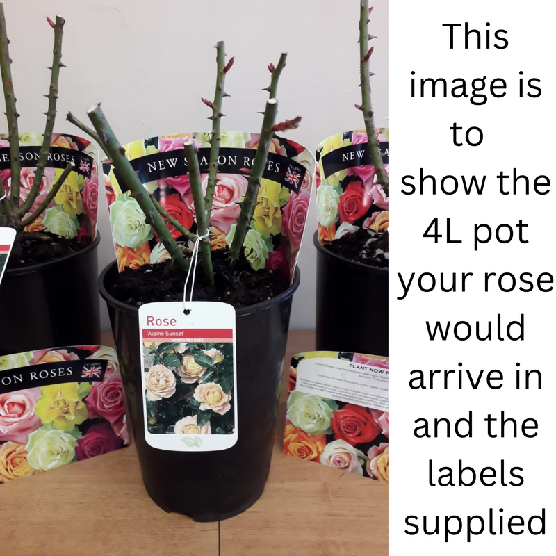 Twice in a Blue Moon Rose | Hybrid Tea | 4L Potted Rose (PRE ORDER DECEMBER '25) -