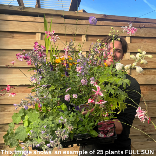 Cottage Garden Ready-made Border - Home & Garden Garden Plants