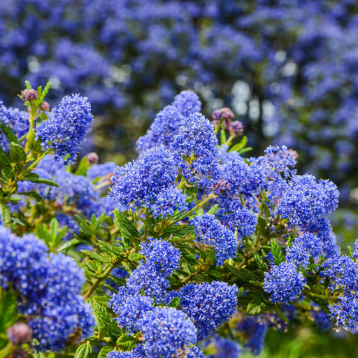 Ceanothus 'Tilden Park' (Californian Lilac) 2L -