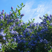 Ceanothus 'Tilden Park' (Californian Lilac) 2L -