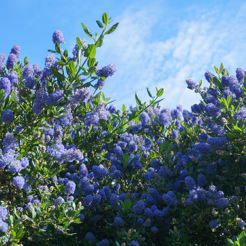 Ceanothus 'Tilden Park' (Californian Lilac) 2L -