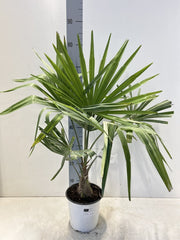 Trachycarpus Fortunei 3L / 7L / 12L -