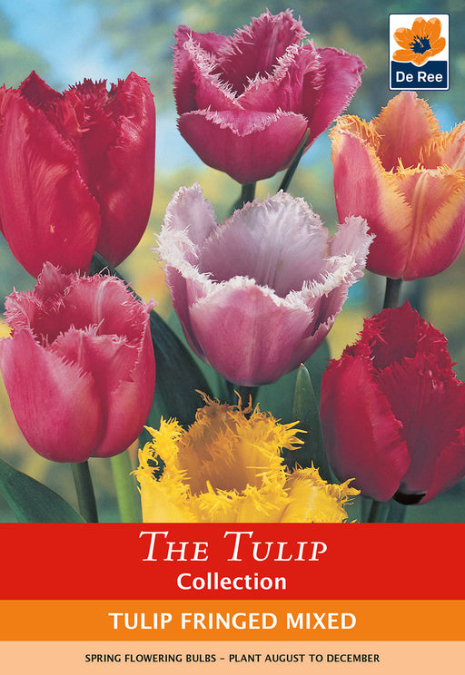Tulip Fringed Mixture (4 Bulbs) - Home & Garden > Plants > Seeds > Plant & Flower Bulbs