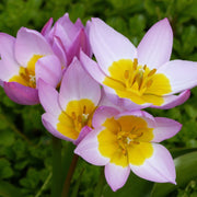 Tulip Bakerii 'Lilac Wonder' (8 Bulbs) -