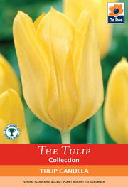 Tulip 'Candela' (4 Bulbs) -