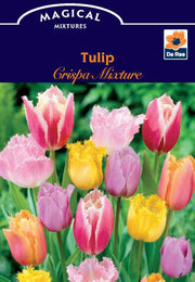 Tulip Crispa Mixture (5 Bulbs) - Home & Garden > Plants > Seeds > Plant & Flower Bulbs