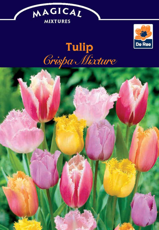 Tulip Crispa Mixture (5 Bulbs) - Home & Garden > Plants > Seeds > Plant & Flower Bulbs