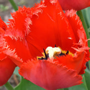 Tulip 'Crystal Beauty' (4 Bulbs) -