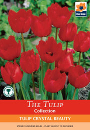 Tulip 'Crystal Beauty' (4 Bulbs) -