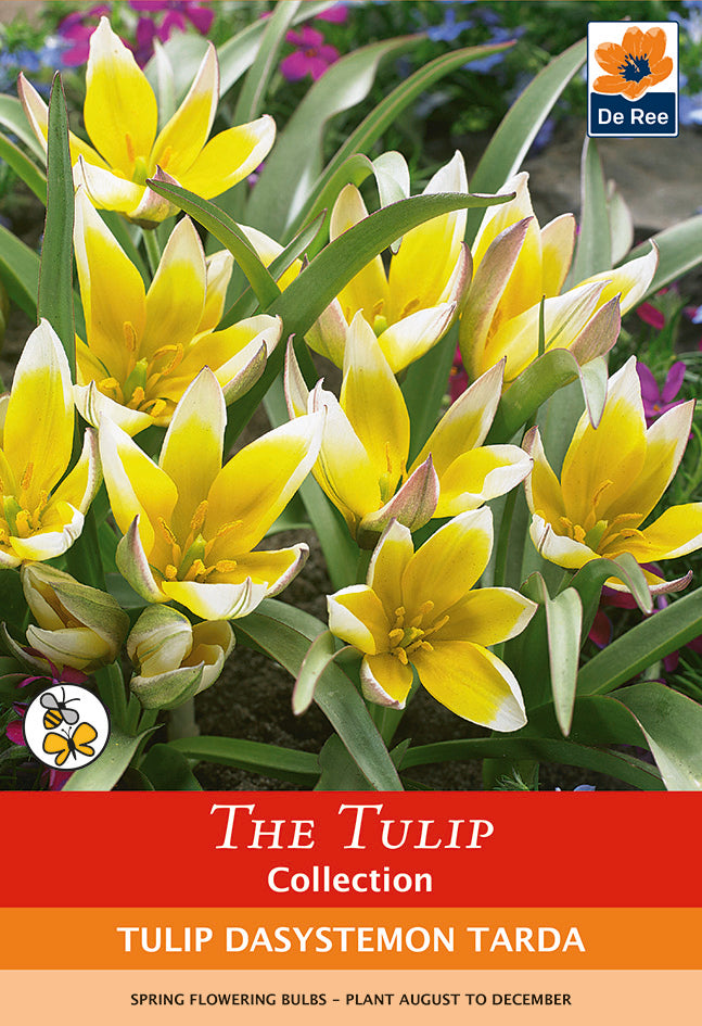 Tulip Bulbs - Dasystemon Tarda 8 bulbs -