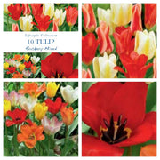 Tulip Dwarf Rockery Mixed Bulbs 12 Bulbs -