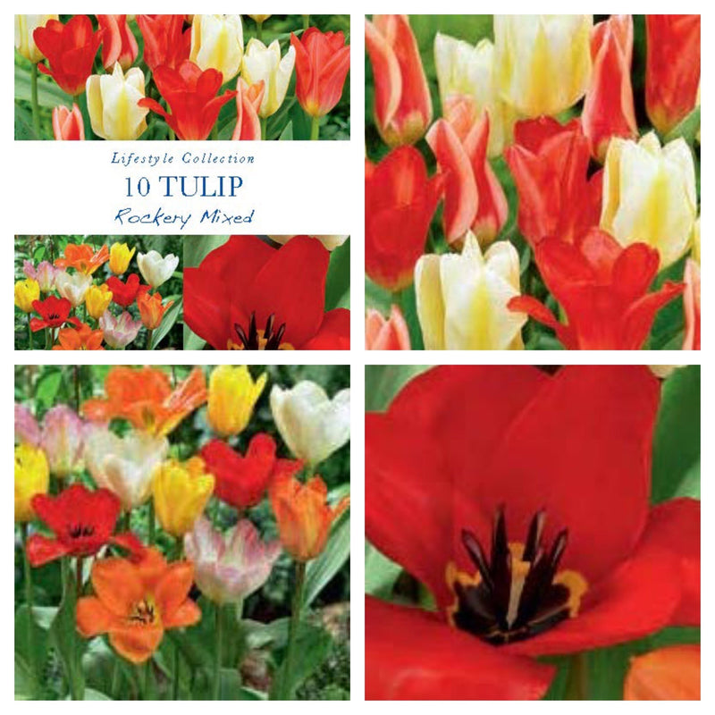 Tulip Dwarf Rockery Mixed Bulbs 12 Bulbs -