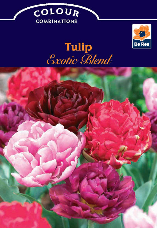 Tulip Exotic Blend (4 Bulbs) -