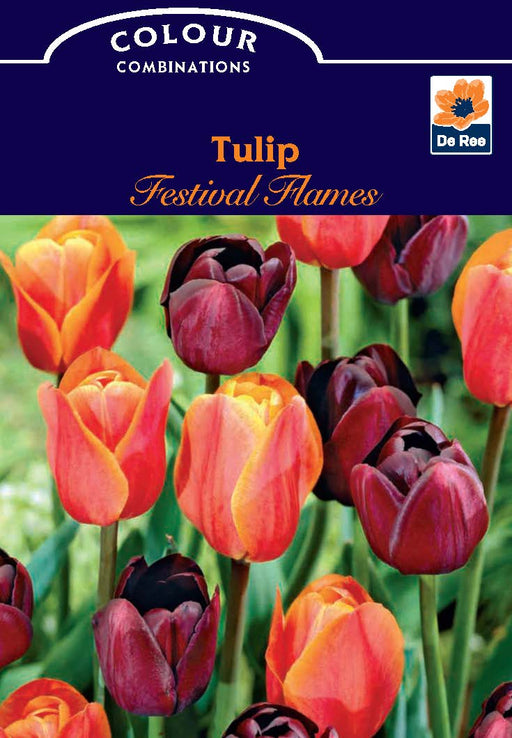 Tulip Festival Flames (5 Bulbs) -