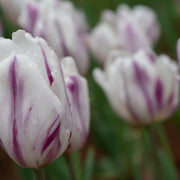 Tulip 'Flaming Flag' (4 Bulbs) -