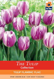 Tulip 'Flaming Flag' (4 Bulbs) -
