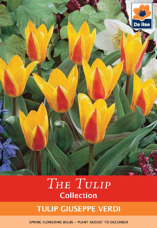 Tulip 'Giuseppe Verdi' (6 Bulbs) -