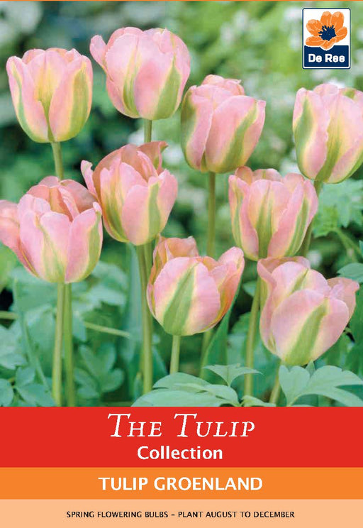 Tulip 'Groenland' (5 Bulbs) -